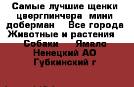 Самые лучшие щенки цвергпинчера (мини доберман) - Все города Животные и растения » Собаки   . Ямало-Ненецкий АО,Губкинский г.